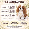 キャバリアのウェイトドール 料金とお届けのご案内