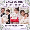 マルチーズのウェイトドールを人生の大切な節目に