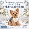 ヨークシャーテリアのウェイトドール